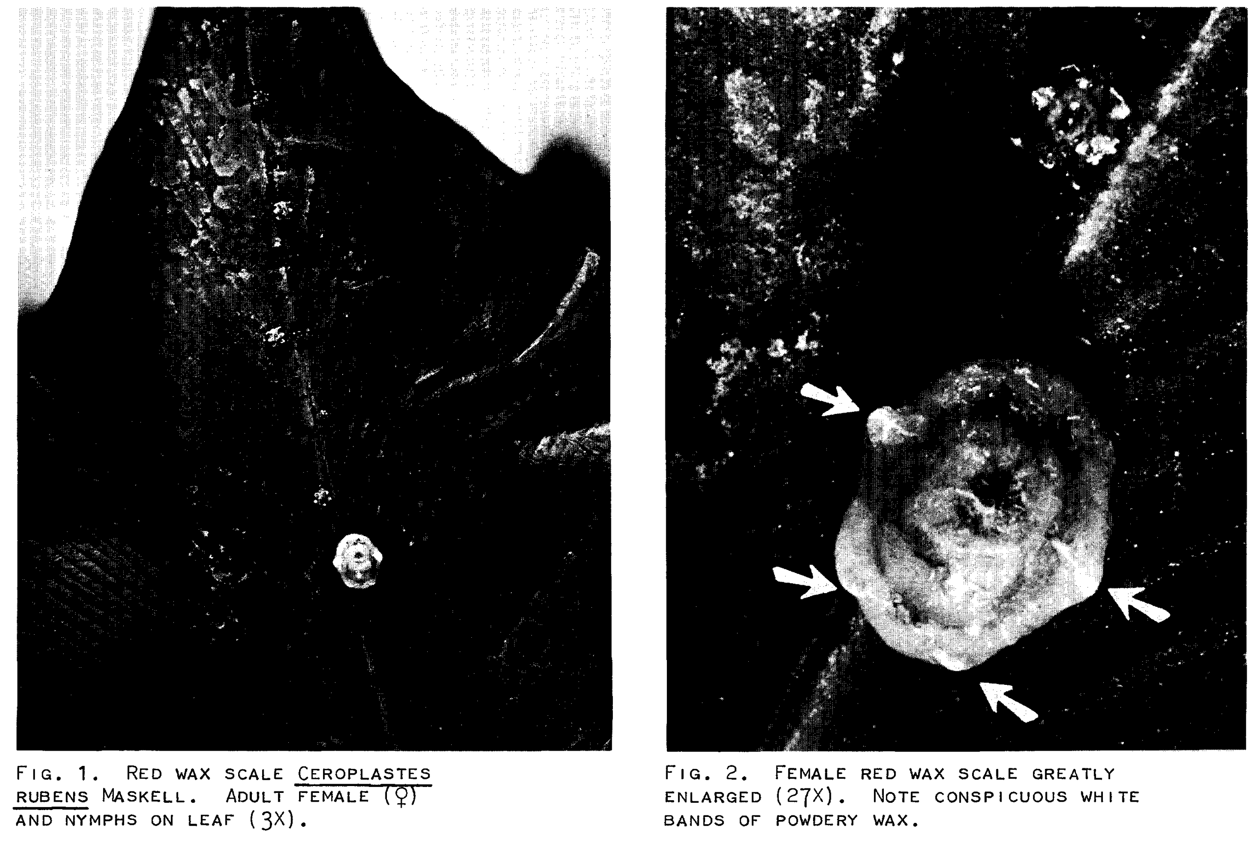 Red Wax Scale (Ceroplastes Rubens Maskell) – The Florida State ...